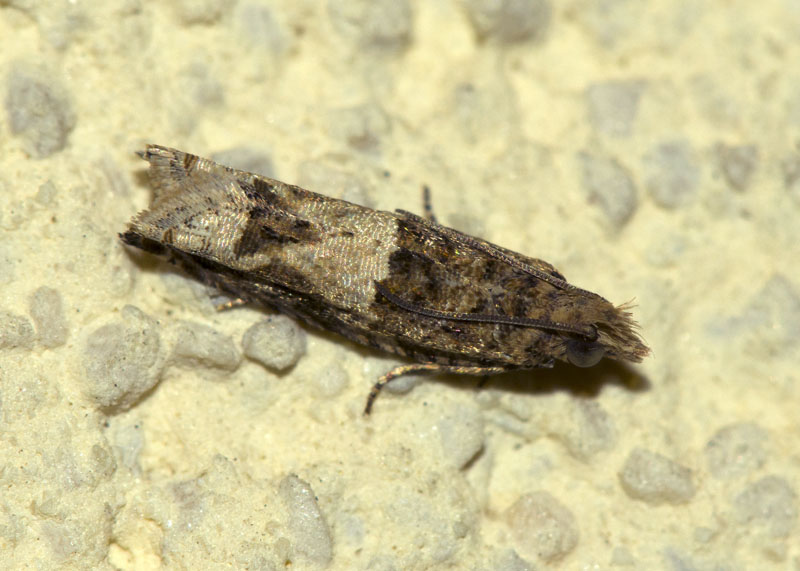 Tortricidae - Crocidosema plebejana